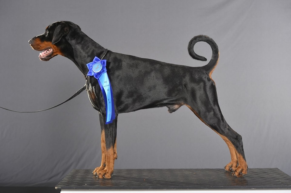 Zanno Uniqa Bon Jovi